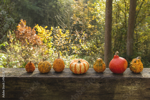 decorative pumpkins photo