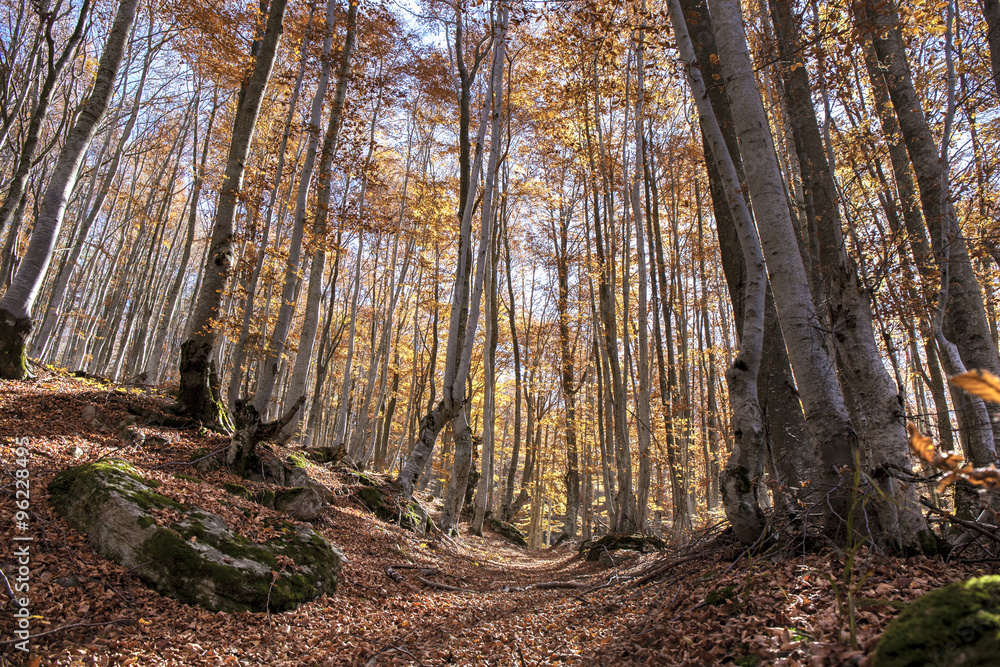 Fototapeta premium Autumn landscape in a beech trees forest.