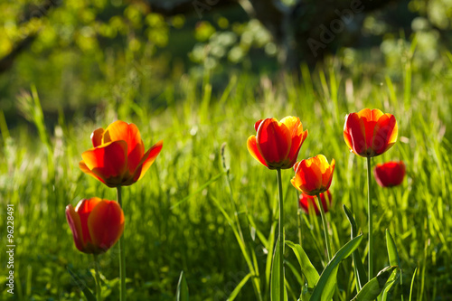 Tulpen © Henry Schmitt