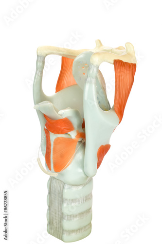 Photography Model of human larynx or voive box with vocal cords