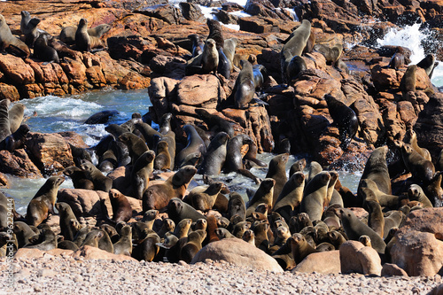 Cape fur seal colony