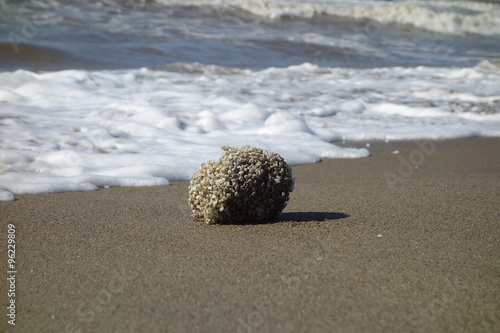 Sea sponge