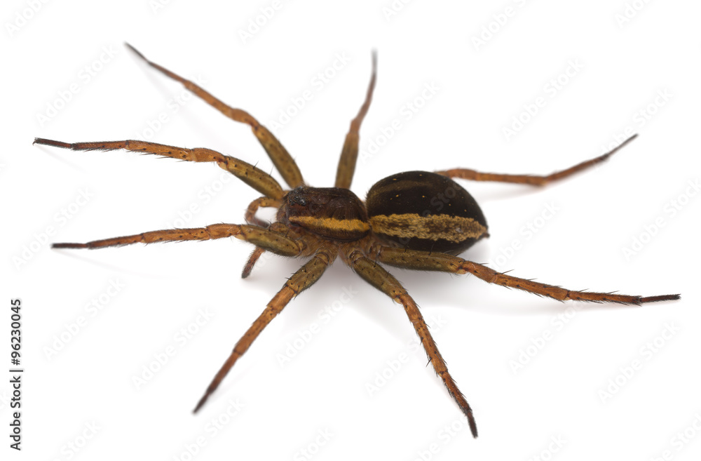 Raft spider, Dolomedes fimbriatus isolated on white background Raft spider, Dolomedes fimbriatus isolated on white background
