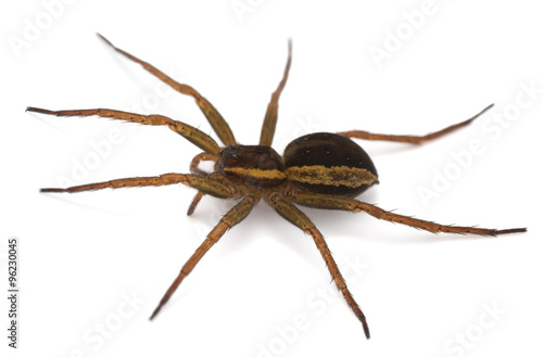 Raft spider, Dolomedes fimbriatus isolated on white background photo