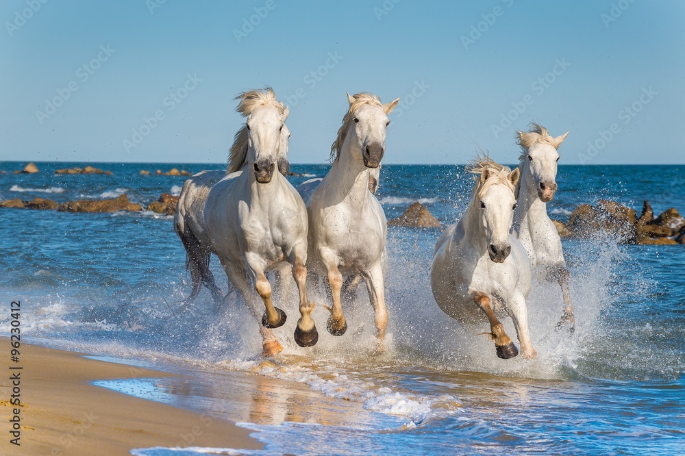 Obraz premium Stado białych koni Camargue szybko biegnie przez wodę w słońcu