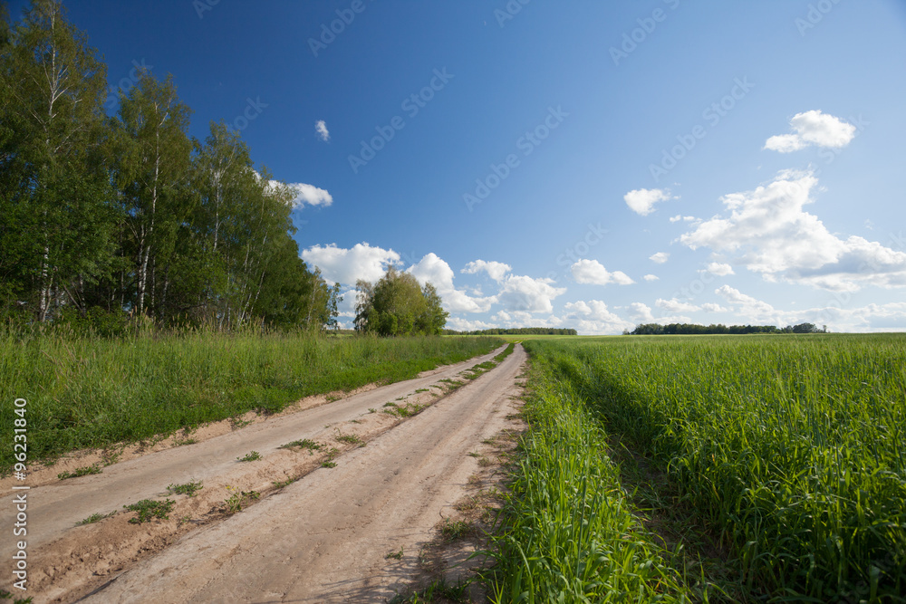 Road in a field. Sunny summer day
