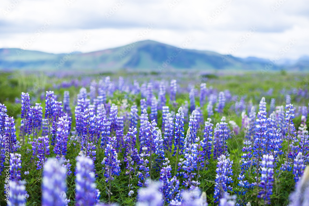 Fototapeta premium Icelandic Beautiful Landscape Lupine Bluebonnet field in South Iceland