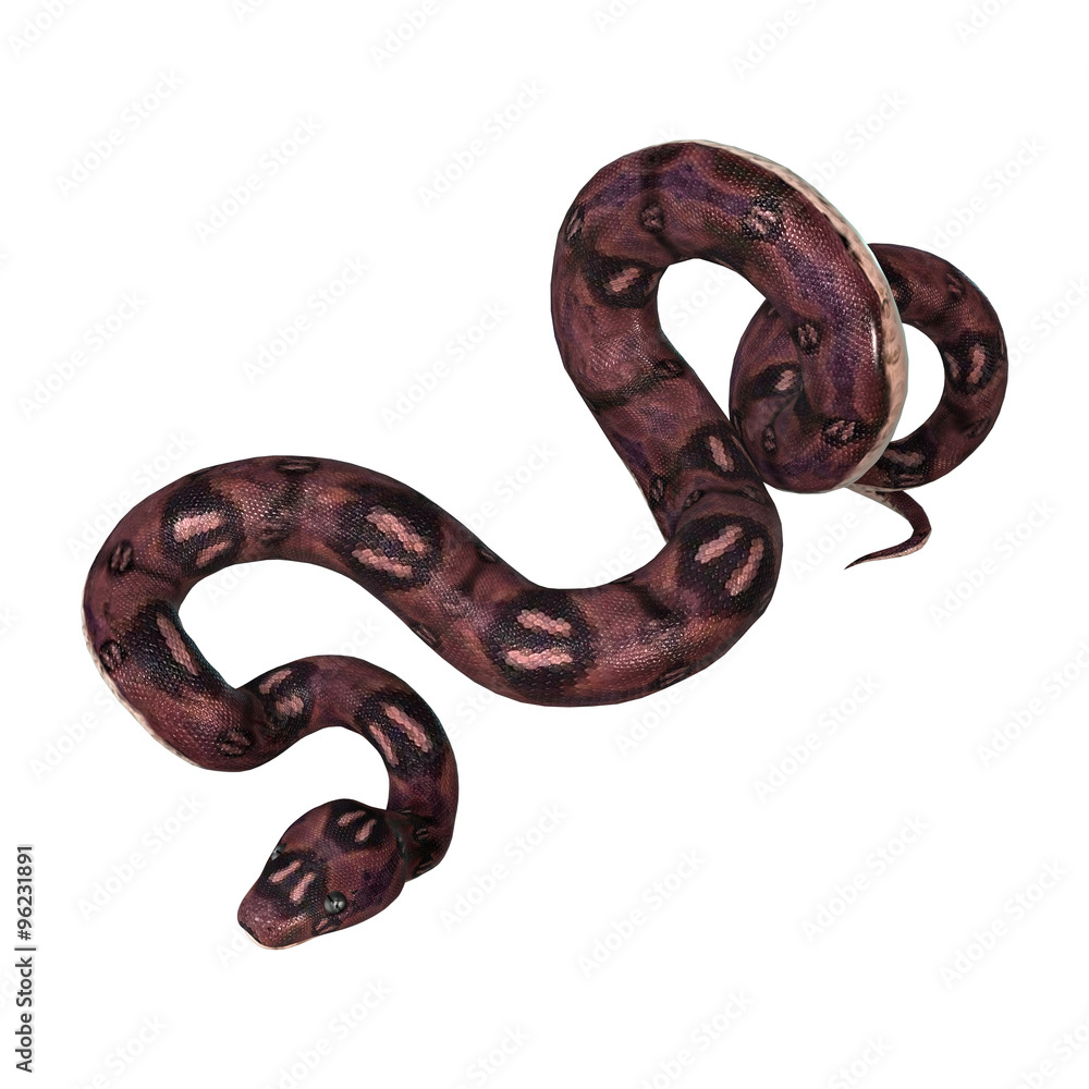 Anaconda Snake on White Anaconda Snake on White