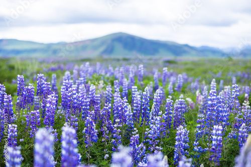 Icelandic Beautiful Landscape Lupine Bluebonnet field in South Iceland