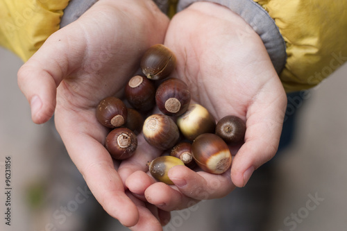 acorns in the children's hands photo