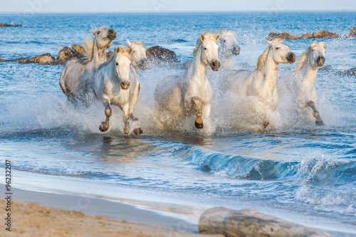Herd of White Camargue Horses fast running through water in suns 