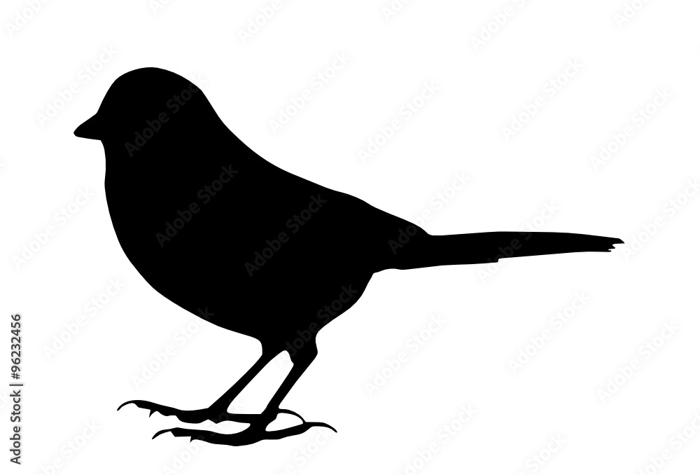 Obraz premium bird 2