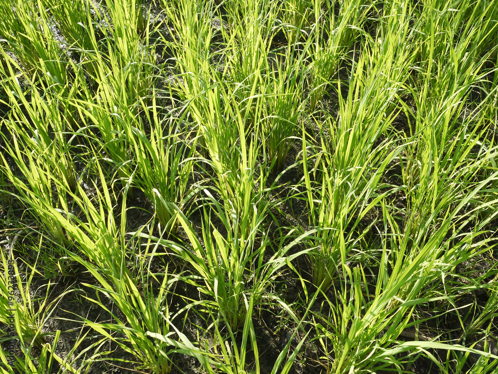Young rice plant with morning dew in the paddy field Young rice plant with morning dew in the paddy field