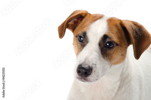 The portrait of Jack Russell terrier dog on the white background