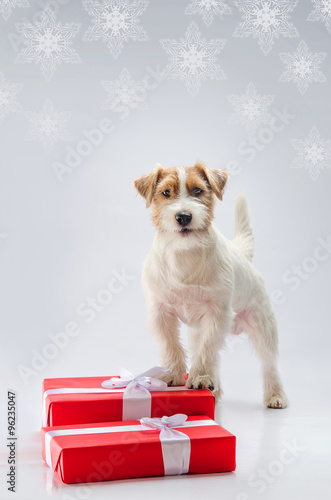 The young Jack Russell terrier dog waiting Christmas holidays standing on the gifts