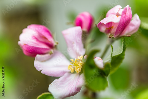 Apple blossoms with fresh soft petals and green leaves in spring. Blossoming fruit tree in springtime  perfect for garden  nature and urban blogs  business and magazines