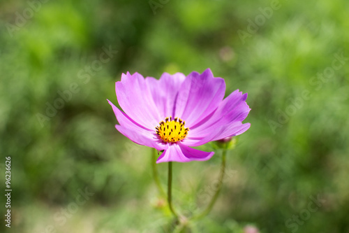 Calliopsis in a sunny day