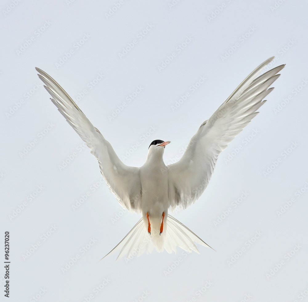 Common Tern ( Sterna Hirundo ) on bright blue sky background; Common Tern ( Sterna Hirundo ) on bright blue sky background;