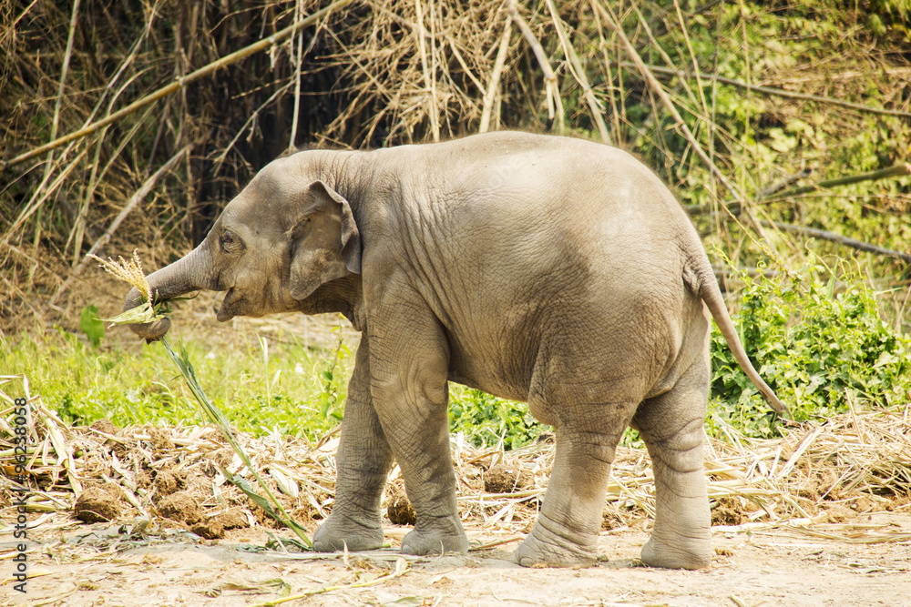 Fototapeta premium Baby Asian elephant