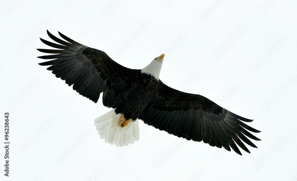 American Bald Eagle (Haliaeetus leucocephalus) in Flight American Bald Eagle (Haliaeetus leucocephalus) in Flight