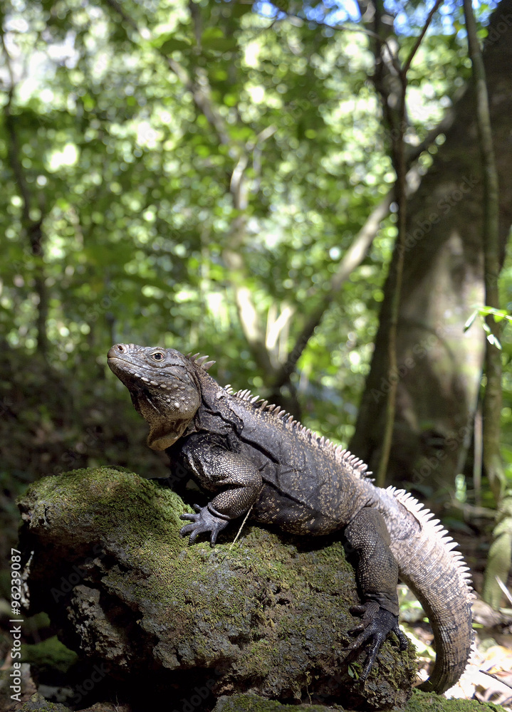 Iguana in the forest beside a water fall. Cuban rock iguana (Cyc Iguana in the forest beside a water fall. Cuban rock iguana (Cyc