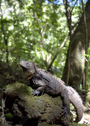 Iguana in the forest beside a water fall. Cuban rock iguana  Cyc