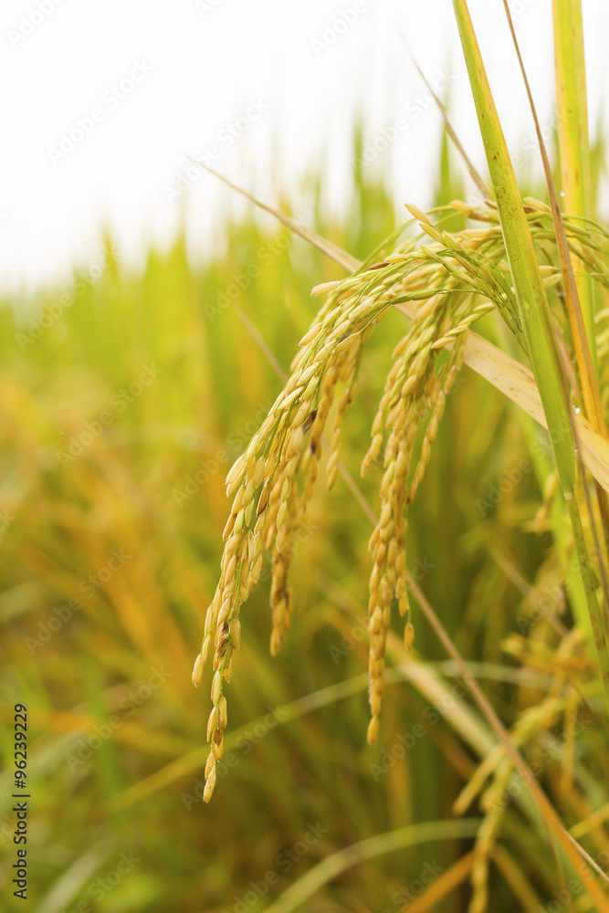 rice field rice field