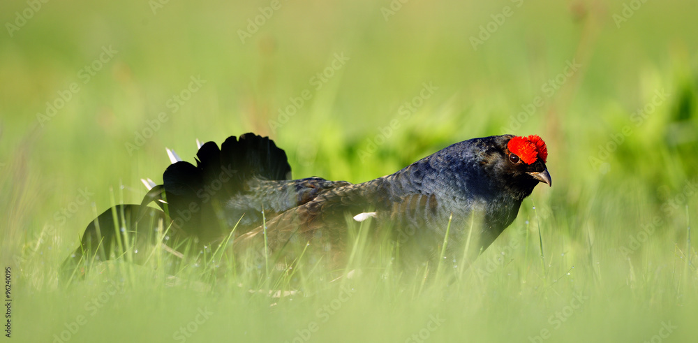 Portrait of a lekking black grouse (Tetrao tetrix) Sunrise .
Portrait of a lekking black grouse (Tetrao tetrix) Sunrise .