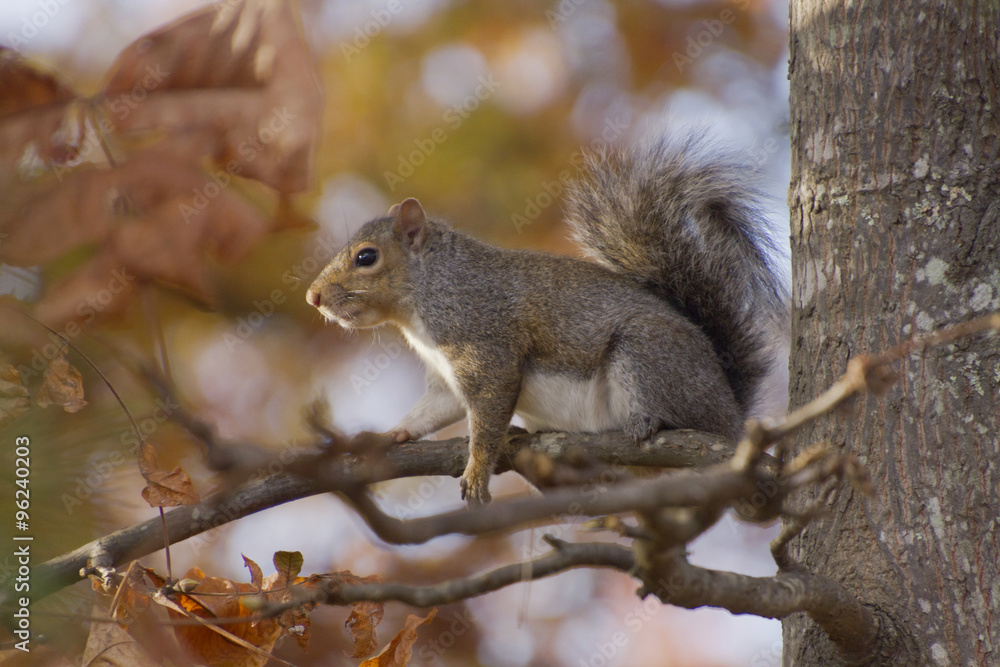 Squirrel Sits on a Branch Amid Autumn Colors Squirrel Sits on a Branch Amid Autumn Colors