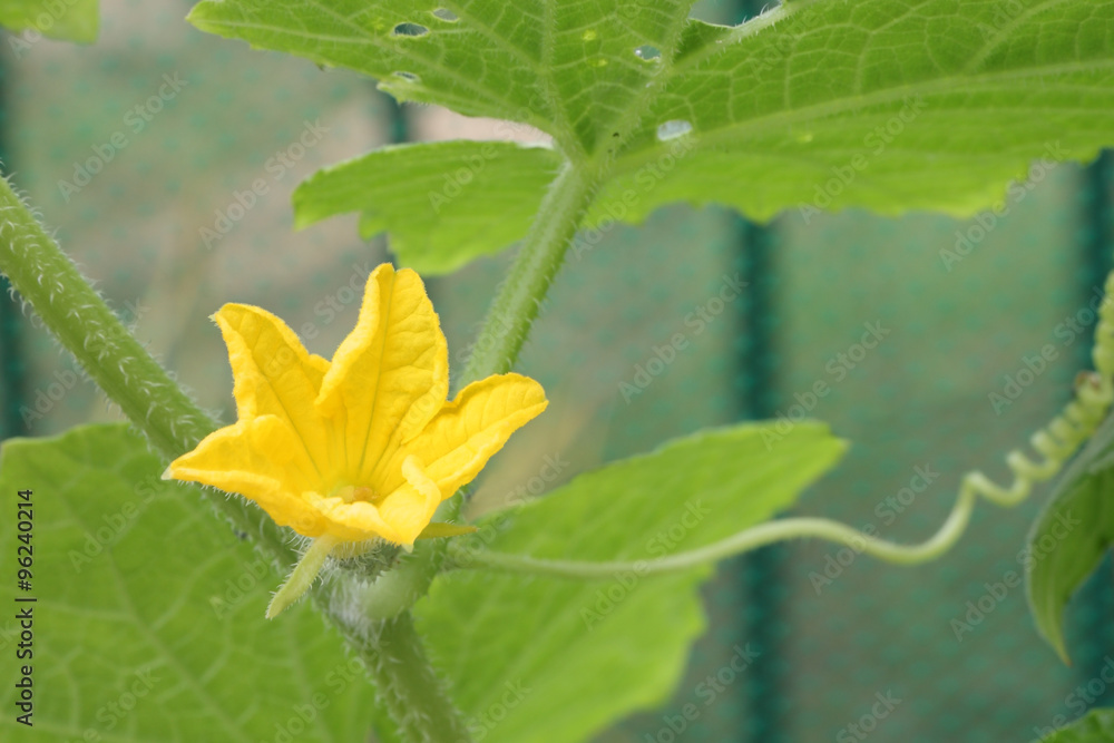 Yellow cucumber flower and polllen in vegetable garden.