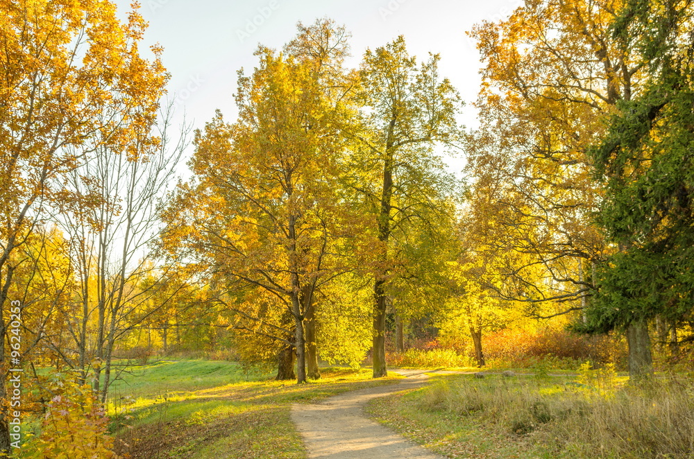 Fototapeta premium Autumn landscape with bright colorful yellow leaves in Saint-Petersburg region, Russia. 