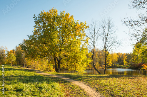 Autumn landscape with bright colorful yellow leaves in Saint-Petersburg region, Russia. 