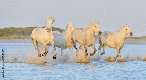 Fototapeta Naklejka Na Ścianę i Meble -  Herd of white horses running through water in sunset light.