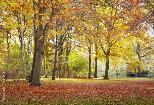 Herbstwald  Wald  Herbst