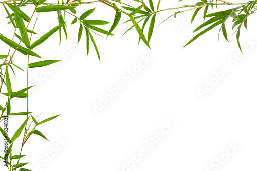 bambous en coin de page 