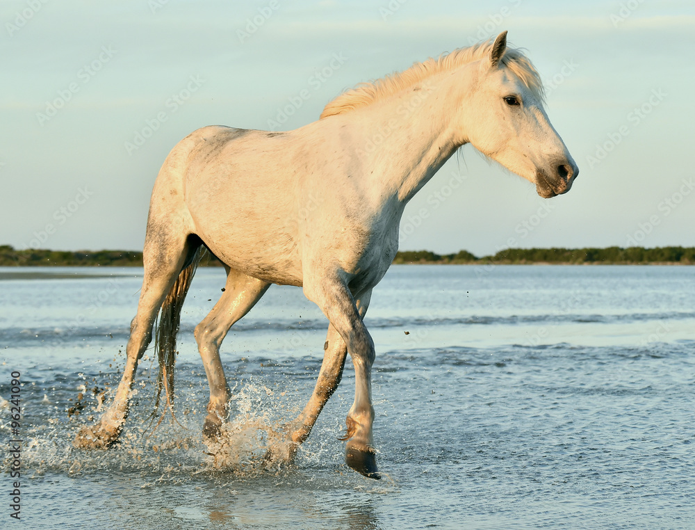 Herd of white horses running through water in sunset light. Herd of white horses running through water in sunset light.