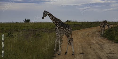 Photography Giraffes on safari road