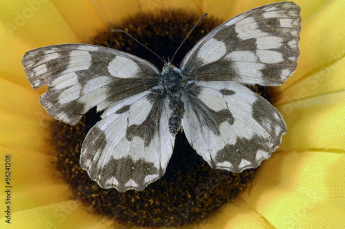 motyl w fotografii makro photo