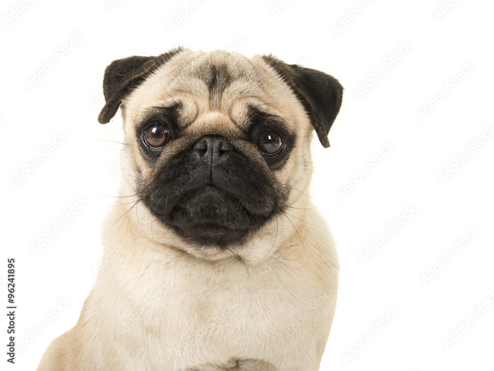 Pug dog portrait isolated on a white background