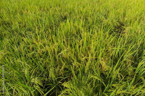 Green paddy field landscape in Malaysia