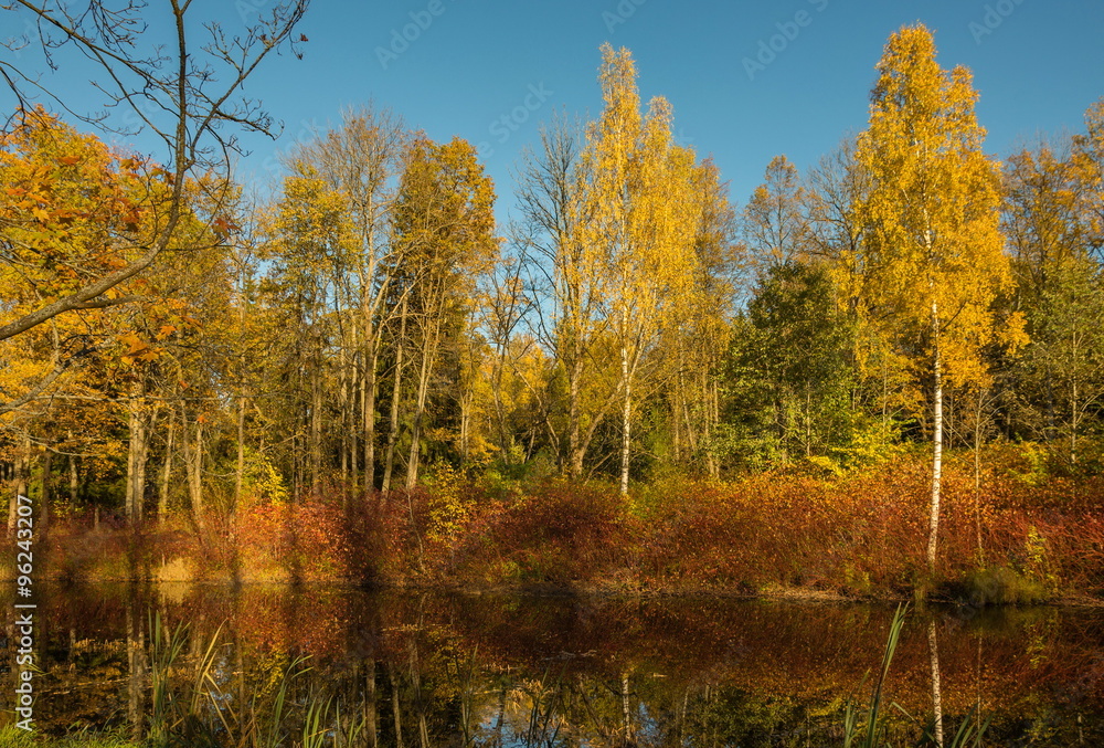 Autumn water landscape with bright colorful yellow leaves in Saint-Petersburg region, Russia.
