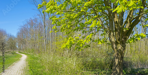 Wallpaper Mural Chestnut tree along a footpath in spring  Torontodigital.ca