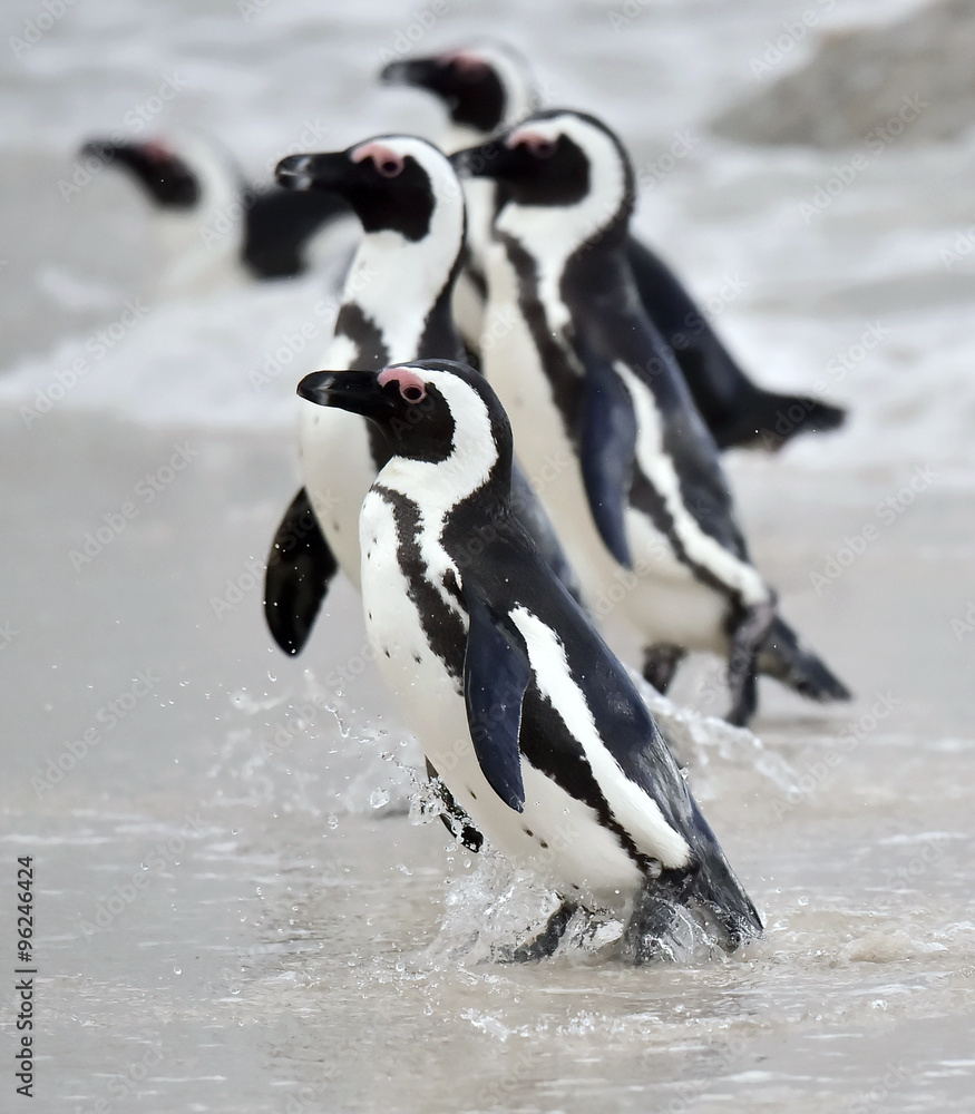 Obraz premium African penguin