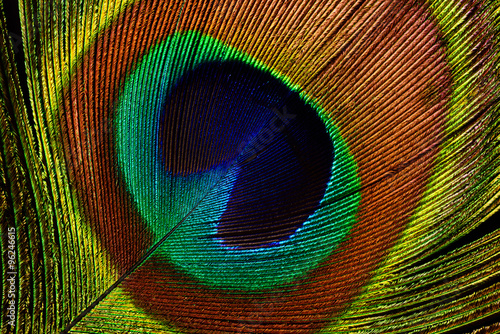 Peacock feather (detail of eyespot)
