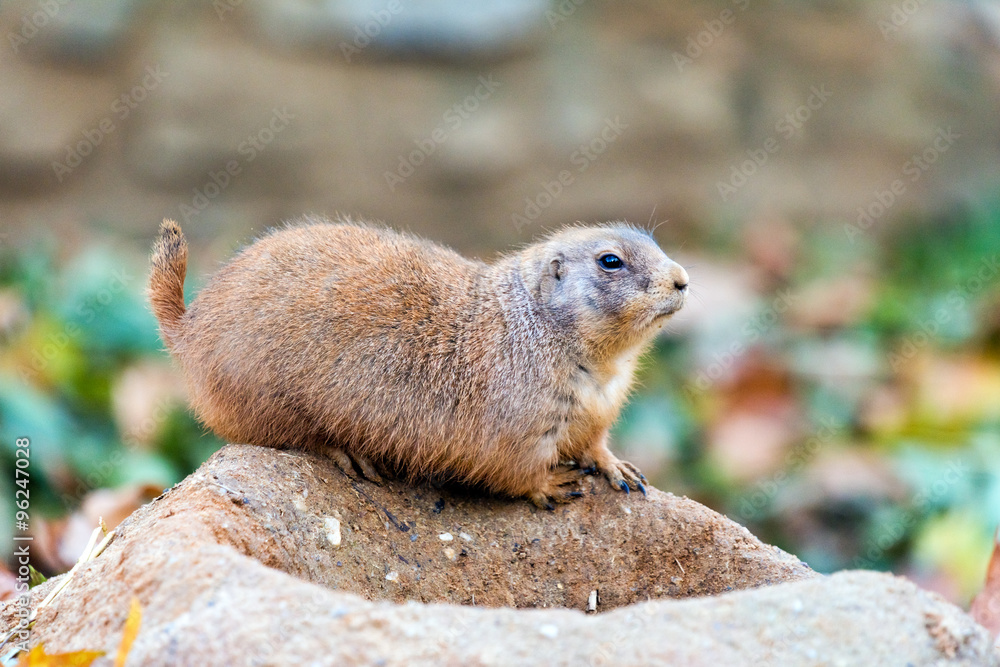 Black-tailed prairie dog Black-tailed prairie dog