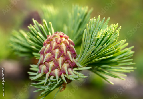 Cone of larch