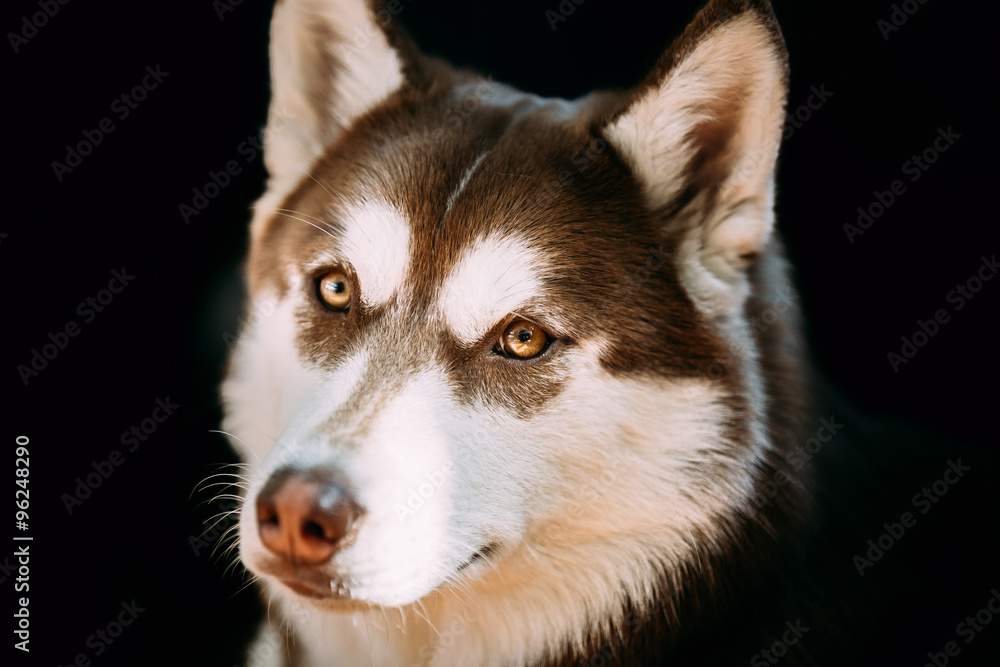 Close Up Funny Young White And Brown Husky Dog Close Up Funny Young White And Brown Husky Dog