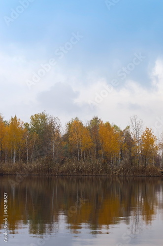 Birch on the lake in the fall