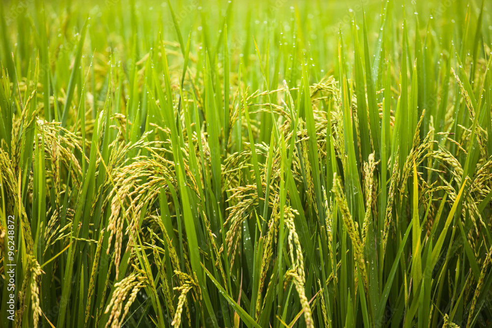 Fototapeta premium Rice field in the north of Thailand