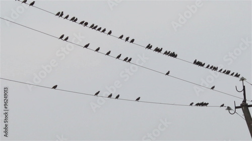 starlings on the electrical lines/many starlings birds sitting on power lines in late autumn in a cloudy day photo
